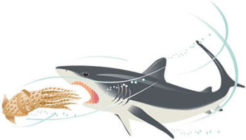Shark