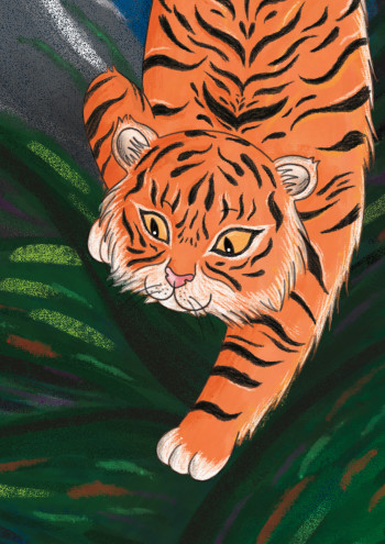 Tiger Close-up