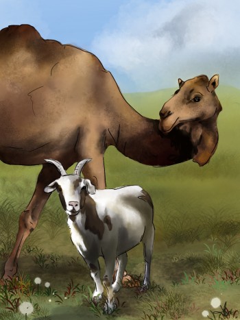 From Carlos the Camel