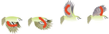 Birds in Flight