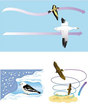 Bird in Flight