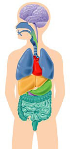 Medical Illustration