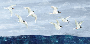 Arctic Terns
