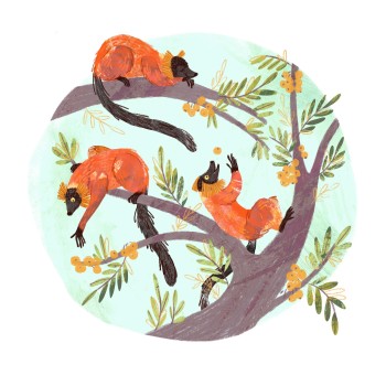 Red Ruffed Lemurs